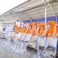 พิธีปล่อยปลา 300 กิโลกรัม ครั้งที่ 119 น้อมบูชาธรรมมหาปูชนียาจารย์